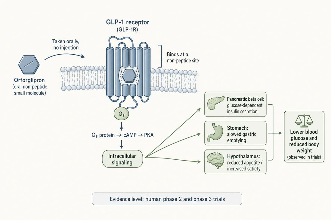 Simplified schematic of how the oral non-peptide molecule orforglipron engages the GLP-1 receptor and the downstream pathways measured in clinical trials.