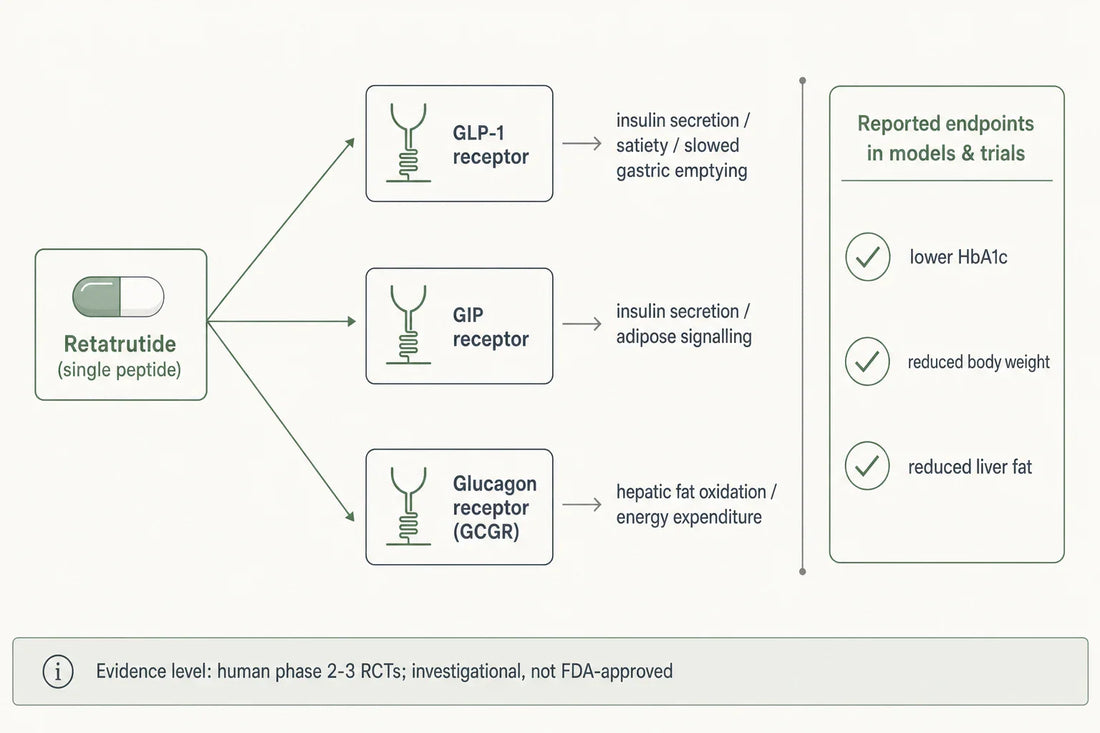 How retatrutide, a single peptide, engages three incretin and glucagon receptors and the endpoints reported across research models and trials.