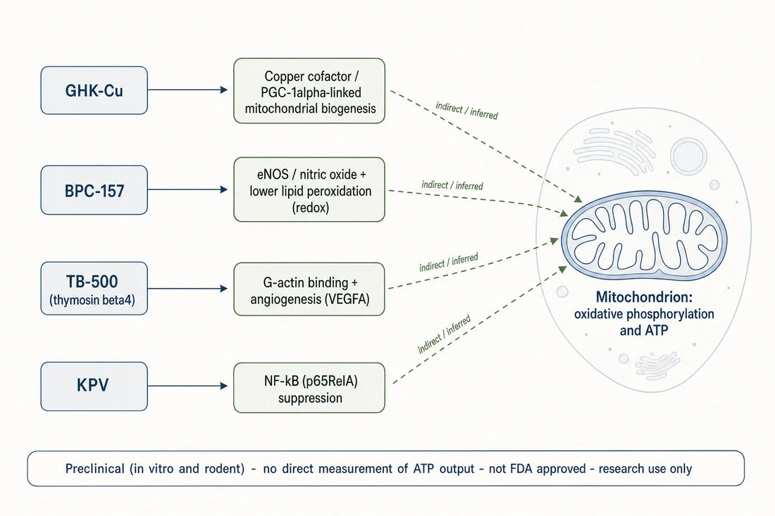 How each KLOW component connects, indirectly and by inference, to mitochondrial energy pathways in preclinical models.