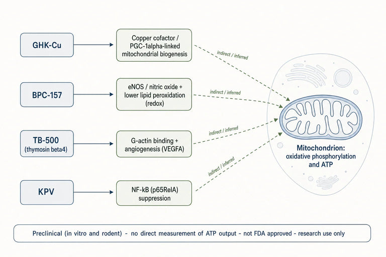 What Do Studies Reveal About KLOW Peptides and Energy Metabolism?