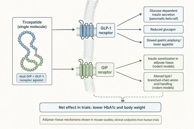 What Do the Latest Clinical Trials Reveal About Tirzepatide?