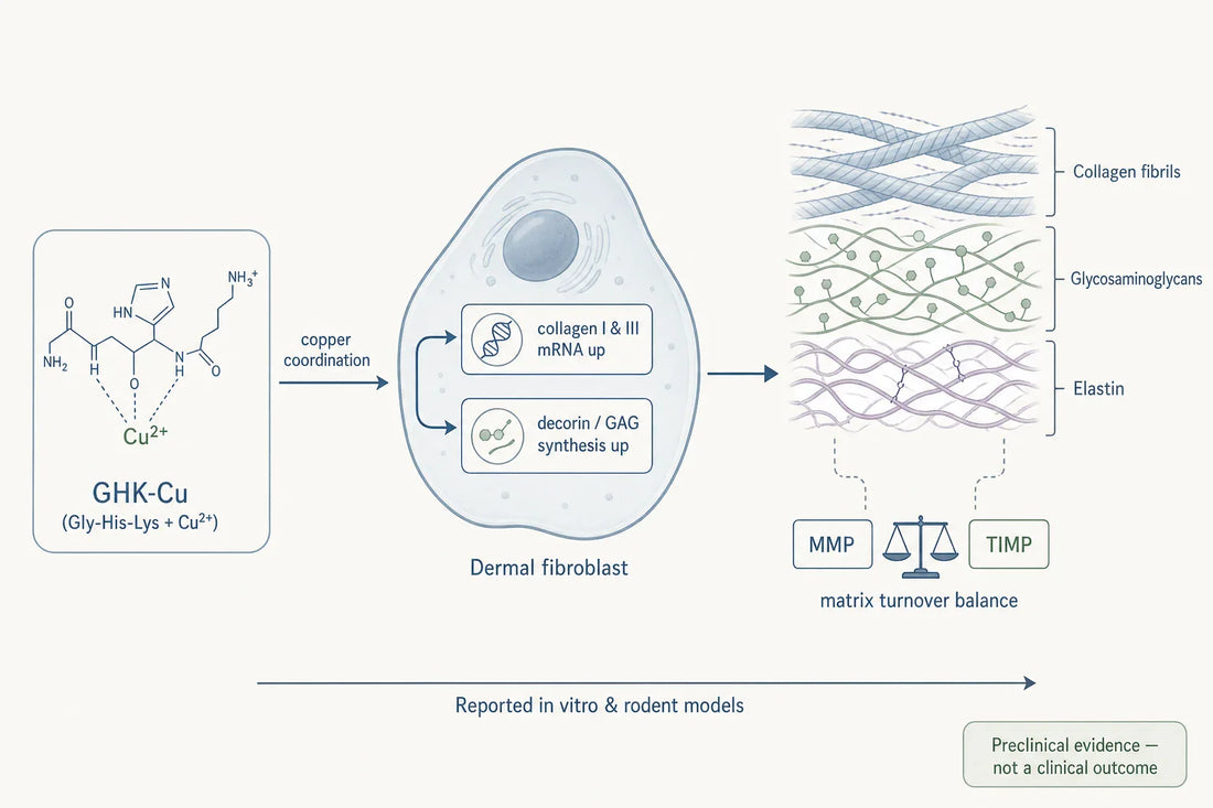 Simplified research schematic: how GHK-Cu is described acting on dermal fibroblasts and extracellular-matrix turnover in preclinical models.