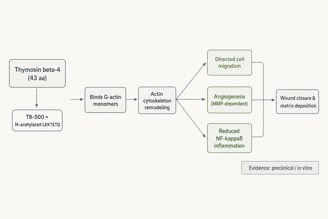 How sermorelin, a GHRH(1-29) analog, engages the pituitary GHRH receptor and the Gs–cAMP–PKA cascade that drives pulsatile growth hormone release in experimental models.