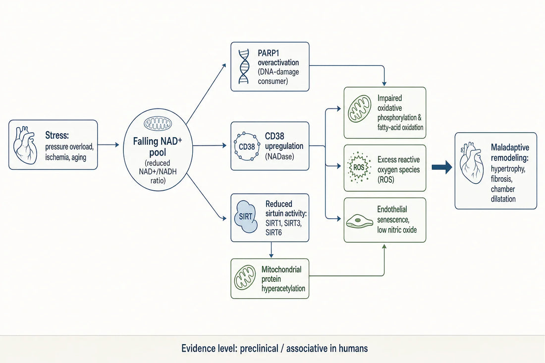 How experimental models trace NAD+ depletion through enzyme consumption and redox imbalance to maladaptive cardiac remodeling; evidence is largely preclinical and associative in humans.