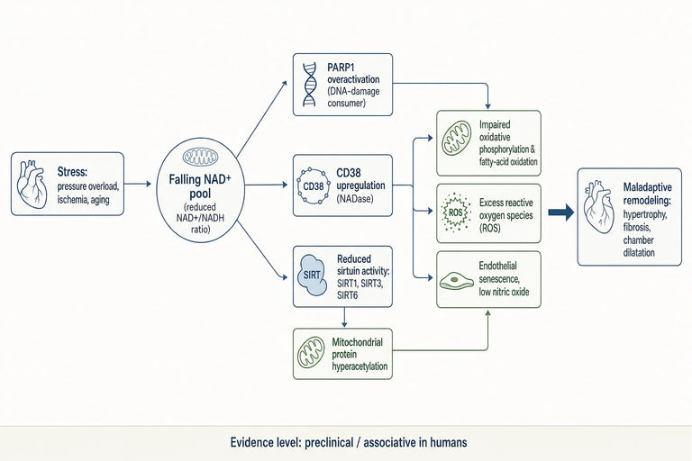 What Evidence Links NAD+ Depletion With Cardiovascular Disease Progression?