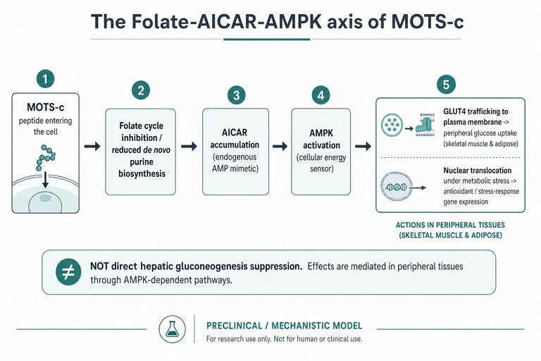 What Evidence Shows MOTS-C Modulates Glucose Homeostasis In Various Conditions?