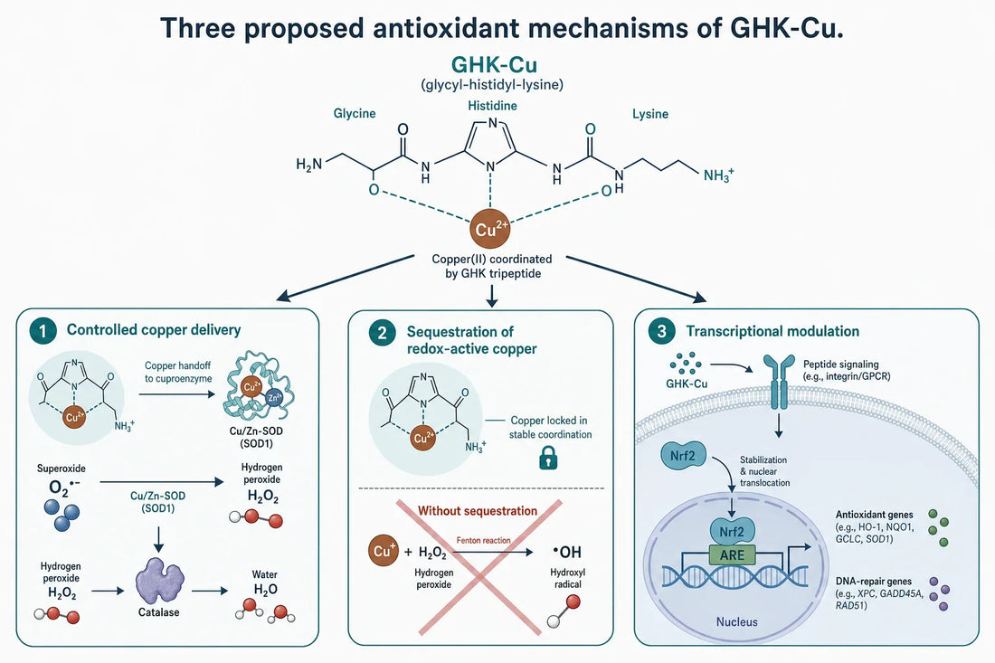 Proposed preclinical mechanism: GHK-Cu modulating NF-κB, TGF-β1/Smad2/3, Nrf2, and MMP-9/TIMP-1 in oxidative lung-injury models.