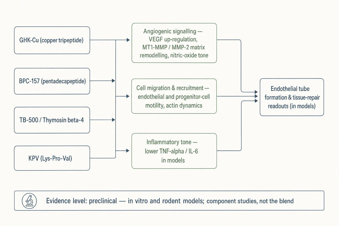 Schematic of the individual signalling routes each KLOW component has been studied in, converging on angiogenesis and tissue-repair readouts in preclinical models.