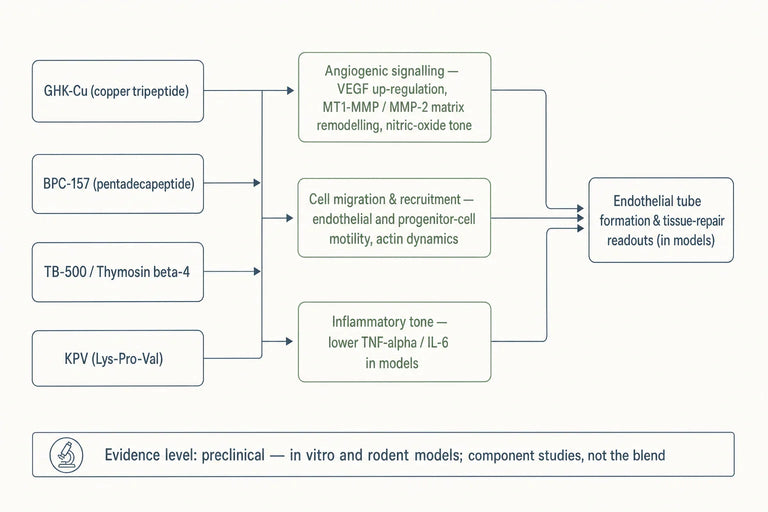 What Evidence Supports KLOW Peptides in Angiogenesis and Tissue Repair?