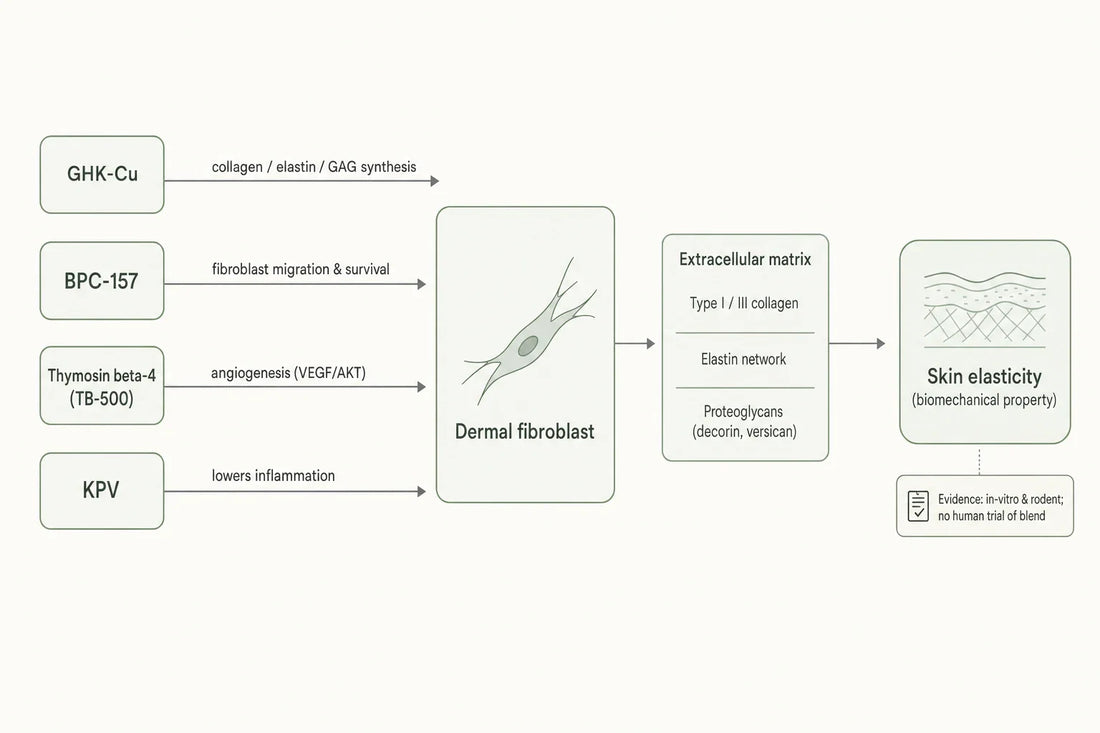 How KLOW's four constituent peptides act on the dermal fibroblast and extracellular matrix to influence elasticity-linked markers, with the evidence level shown honestly.