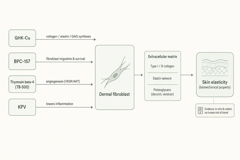 What Evidence Supports Klow's Impact on Skin Elasticity Based on Clinical Research?