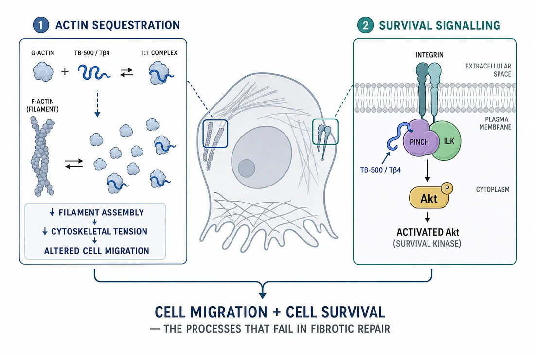 The two experimentally supported actions of thymosin β4 (TB-500): sequestering monomeric G-actin to regulate filament assembly and cell migration, and forming a PINCH–ILK complex that activates the survival kinase Akt.
