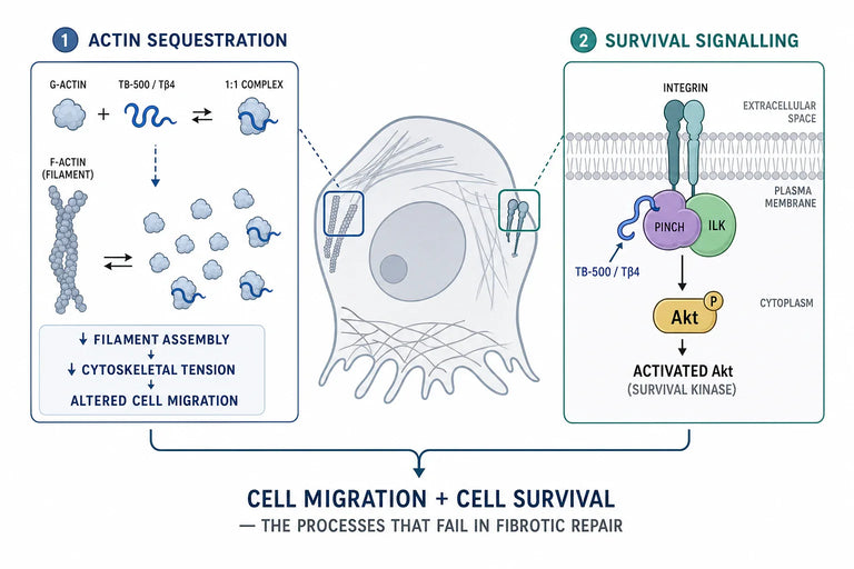 What Evidence Supports TB-500 Use in Pulmonary Fibrosis Research?