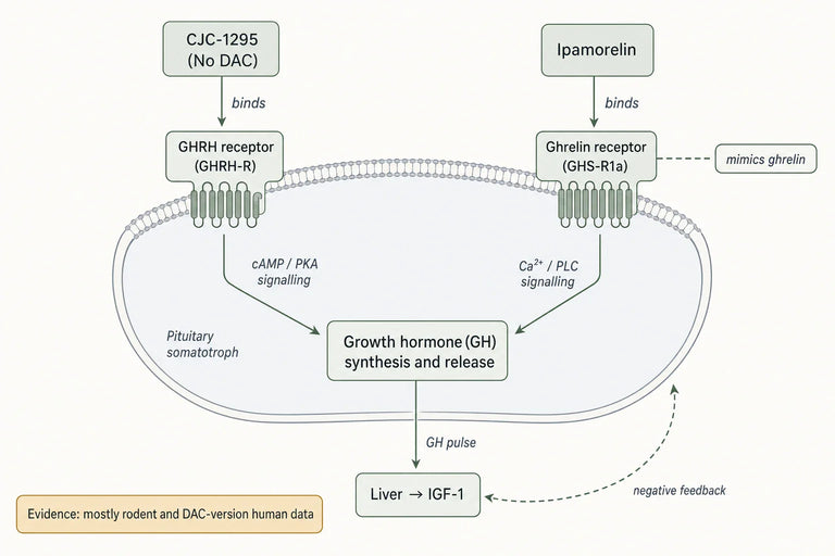 What Evidence Supports the Grow-H Peptide Blend Based on Current Research?