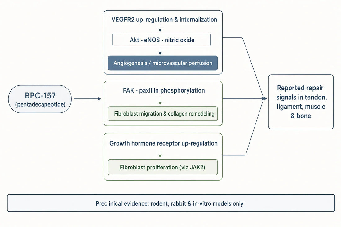 Proposed preclinical mechanism of BPC-157 in musculoskeletal repair models, converging on angiogenesis, fibroblast migration, and anabolic sensitisation; evidence is animal and in-vitro only.