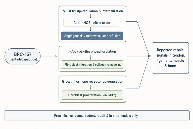 What Evidence Supports the Use of BPC-157 for Musculoskeletal Healing?