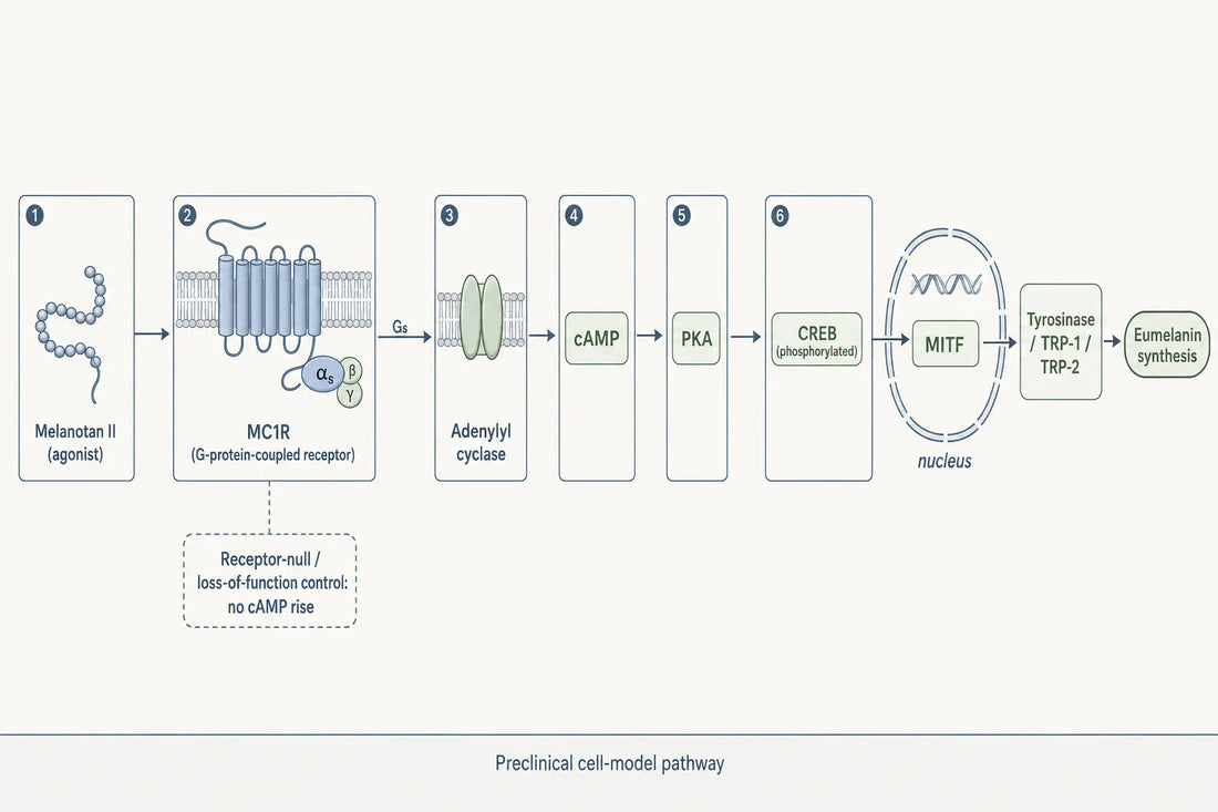 The MC1R cAMP-CREB-MITF-tyrosinase cascade that Melanotan II is used to probe, with the receptor-negative control that assigns the signal to MC1R.