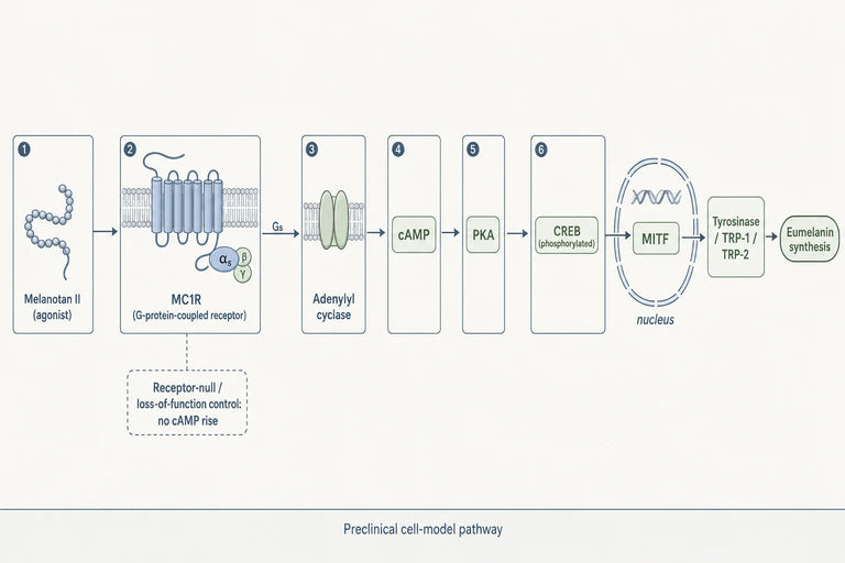 What Experimental Models Best Assess Melanotan II Effects on MC1R?