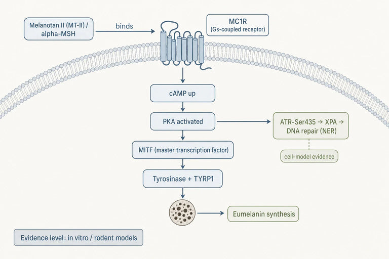 What Is Melanotan II and How Does It Affect Skin Pigmentation?