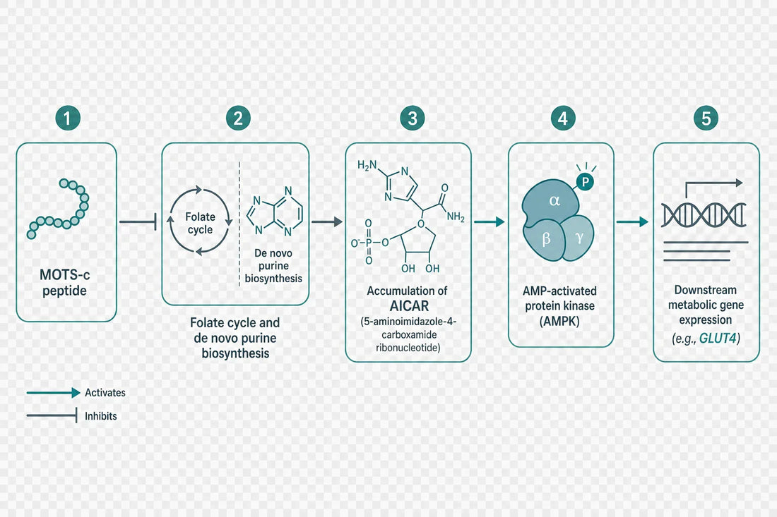 Qovigen research diagram
