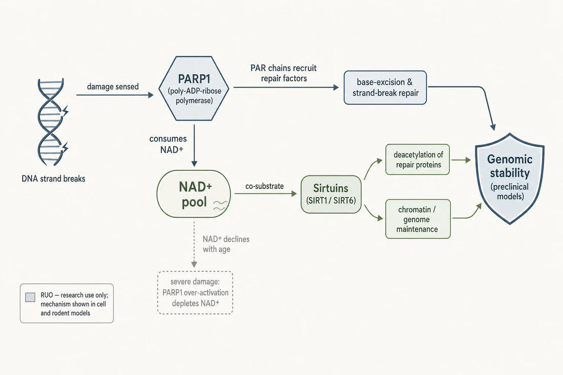 How NAD+ links DNA-damage sensing (PARP1) and sirtuin signaling to genome maintenance in preclinical models.