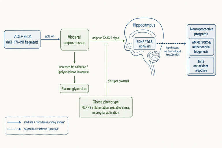 What Molecular Mechanisms Drive AOD-9604 Neuroprotective Effects in Obese Phenotypes?