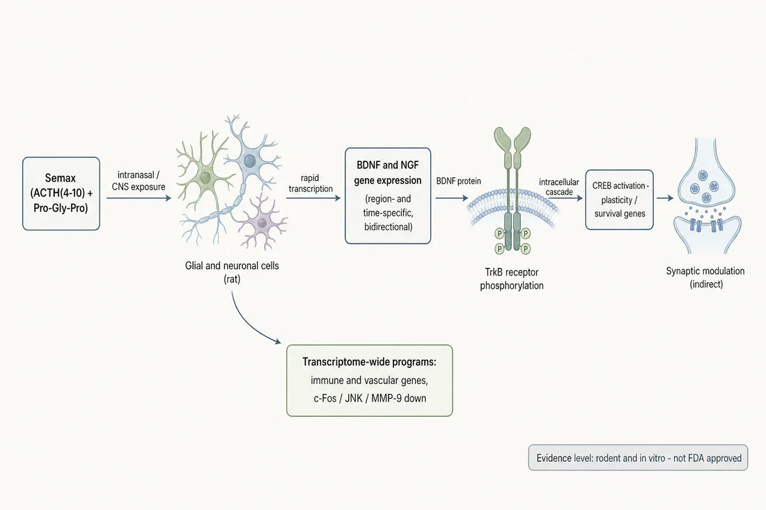 Proposed Semax signaling route in preclinical models: neurotrophin transcription and TrkB activation alongside broader transcriptome shifts (rodent and in vitro; not FDA approved).