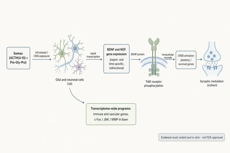 What Molecular Pathways Are Most Commonly Linked to Semax-Associated Synaptic Modulation?