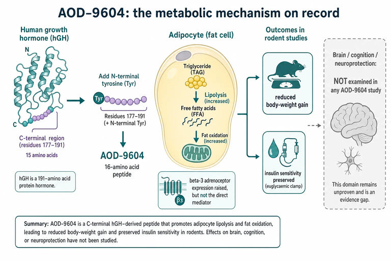 What Research Links AOD-9604 to Neuroprotection in Obesity-Related Cognitive Decline?
