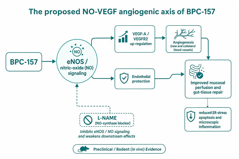 What Research Says Regarding BPC 157 Healing Effects on the Gut and Inflammation?