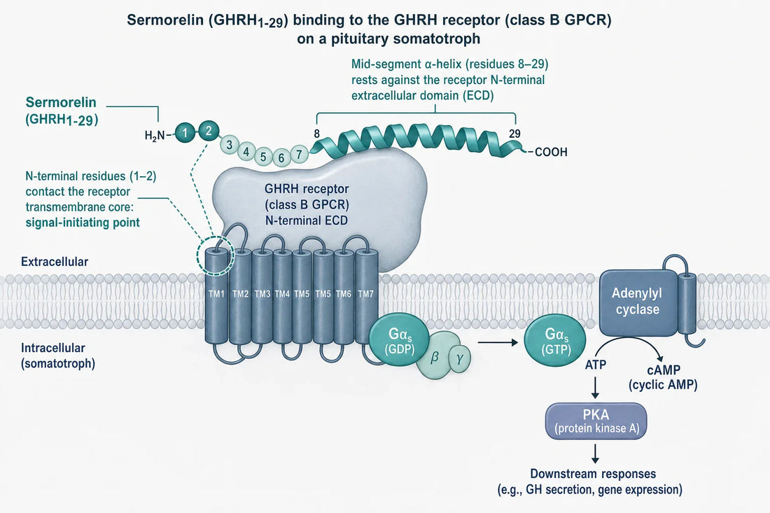 Two-part engagement model: the extracellular domain captures the helical body of GHRH(1&ndash;29) while the peptide's N-terminal residues contact the transmembrane core to initiate Gs&ndash;cyclic AMP signalling in pituitary somatotrophs.