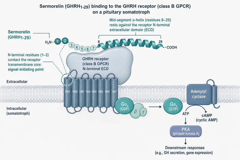 What Structural Features Enable Sermorelin To Mimic Native Hypothalamic Peptides?