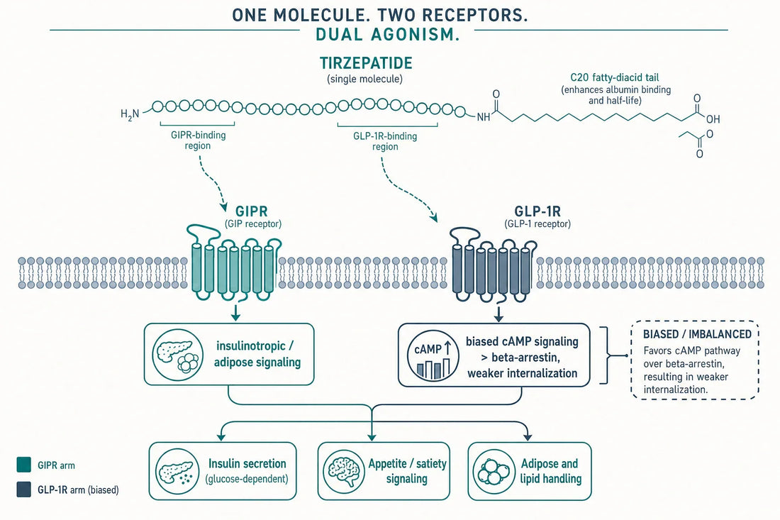 How tirzepatide engages both incretin receptors from a single molecule: biased, imbalanced dual agonism at the GLP-1 and GIP receptors, with downstream effects on insulin secretion, appetite signaling, and adipose handling.