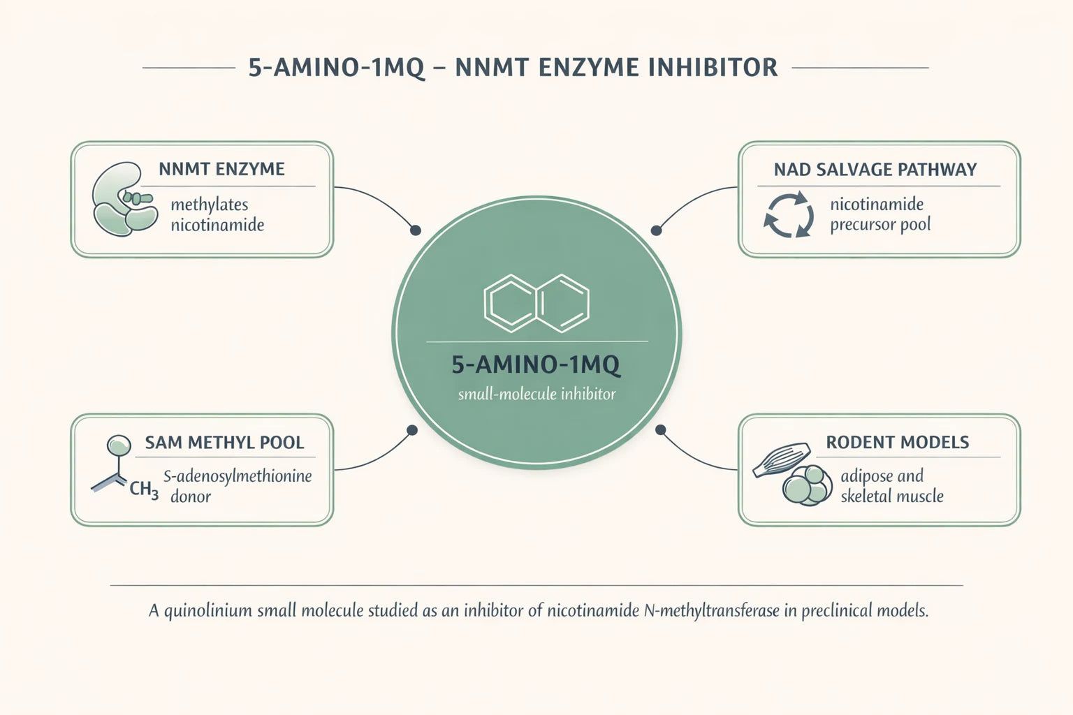 5-Amino-1MQ NNMT inhibitor research