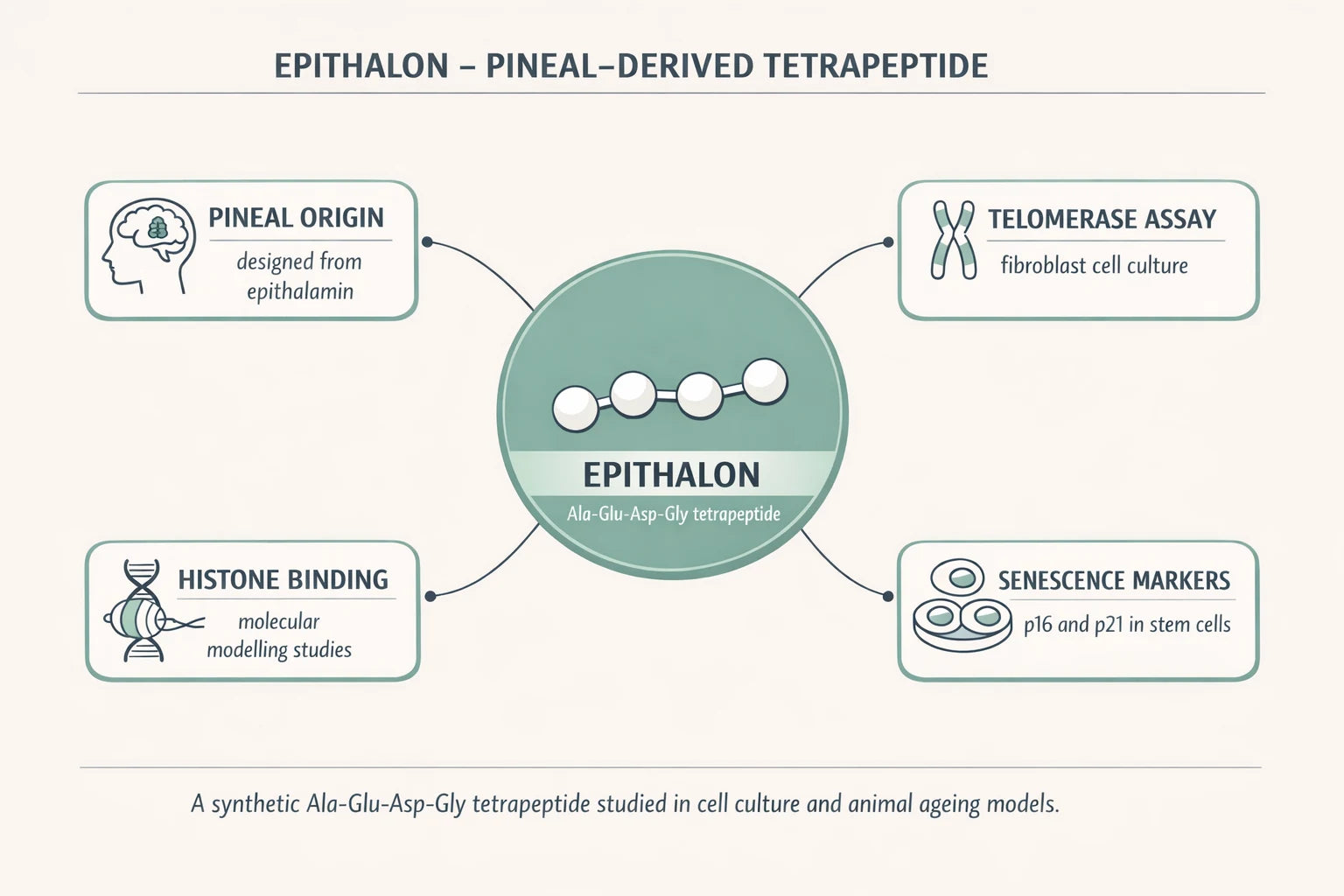 Epithalon AEDG tetrapeptide research