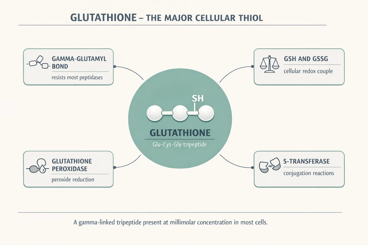 Glutathione tripeptide research