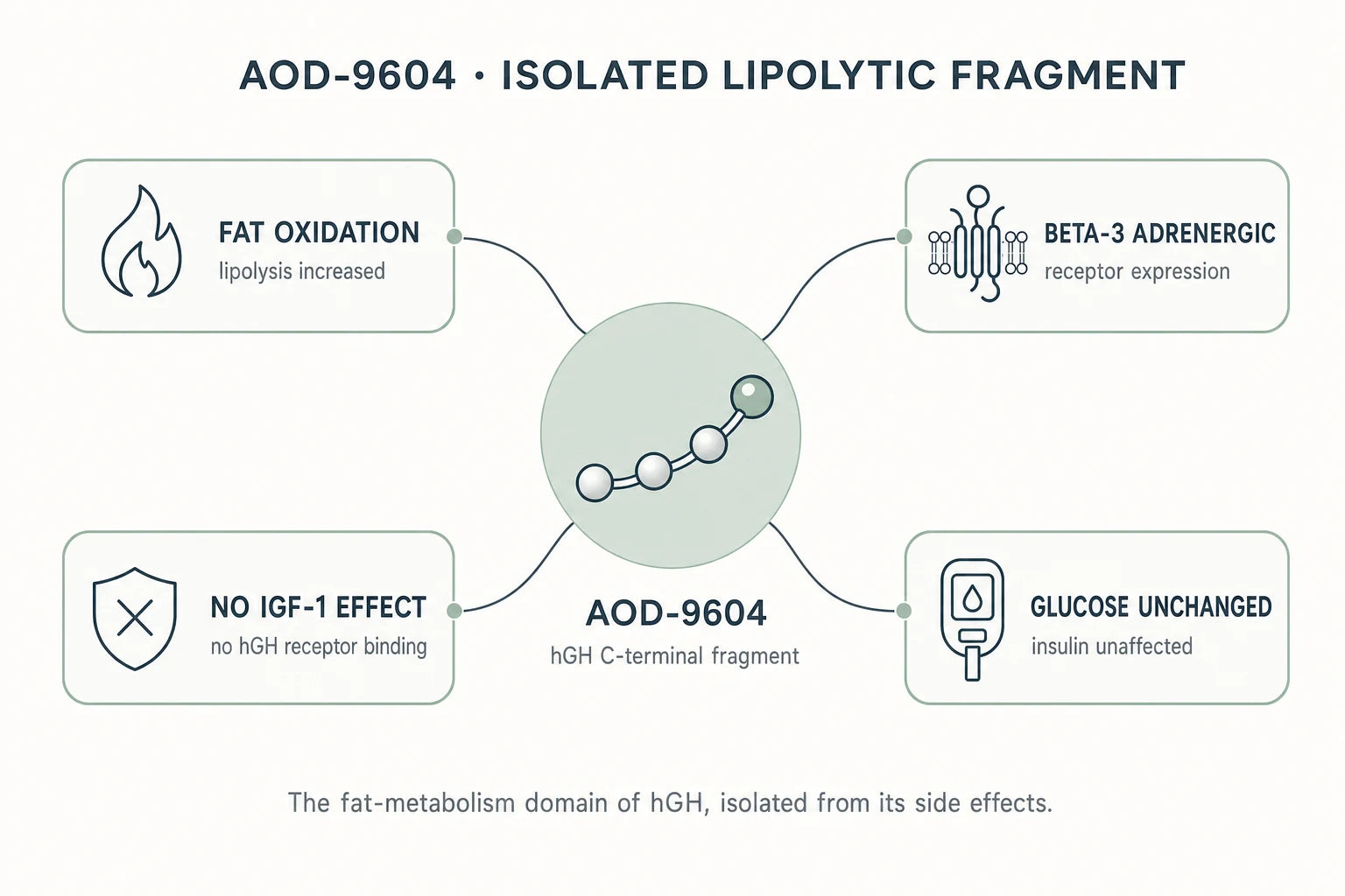 AOD-9604 Fat Metabolism Research