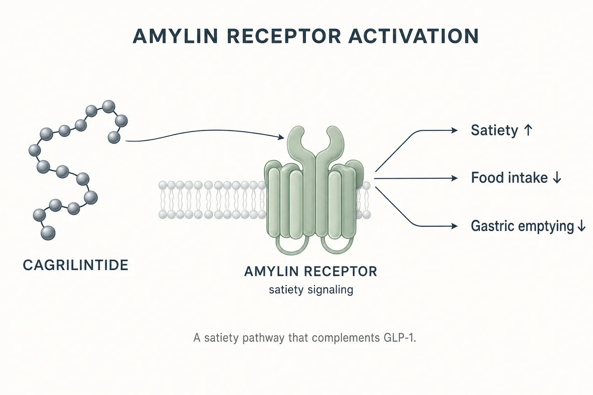 Cagrilintide Research Compound