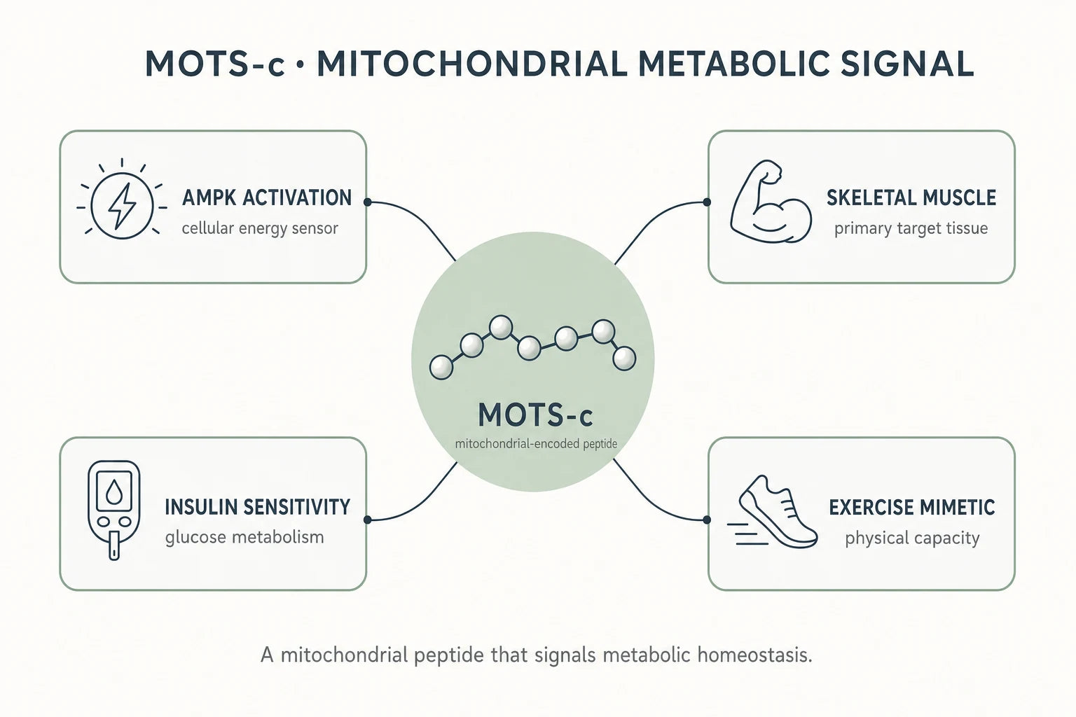 MOTS-c Mitochondrial Peptide Research