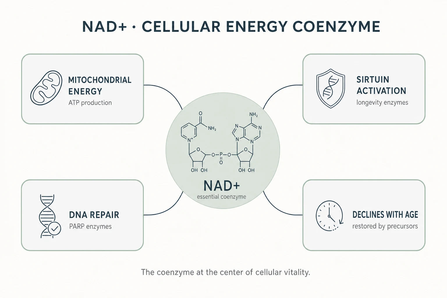 NAD+ Research Compound