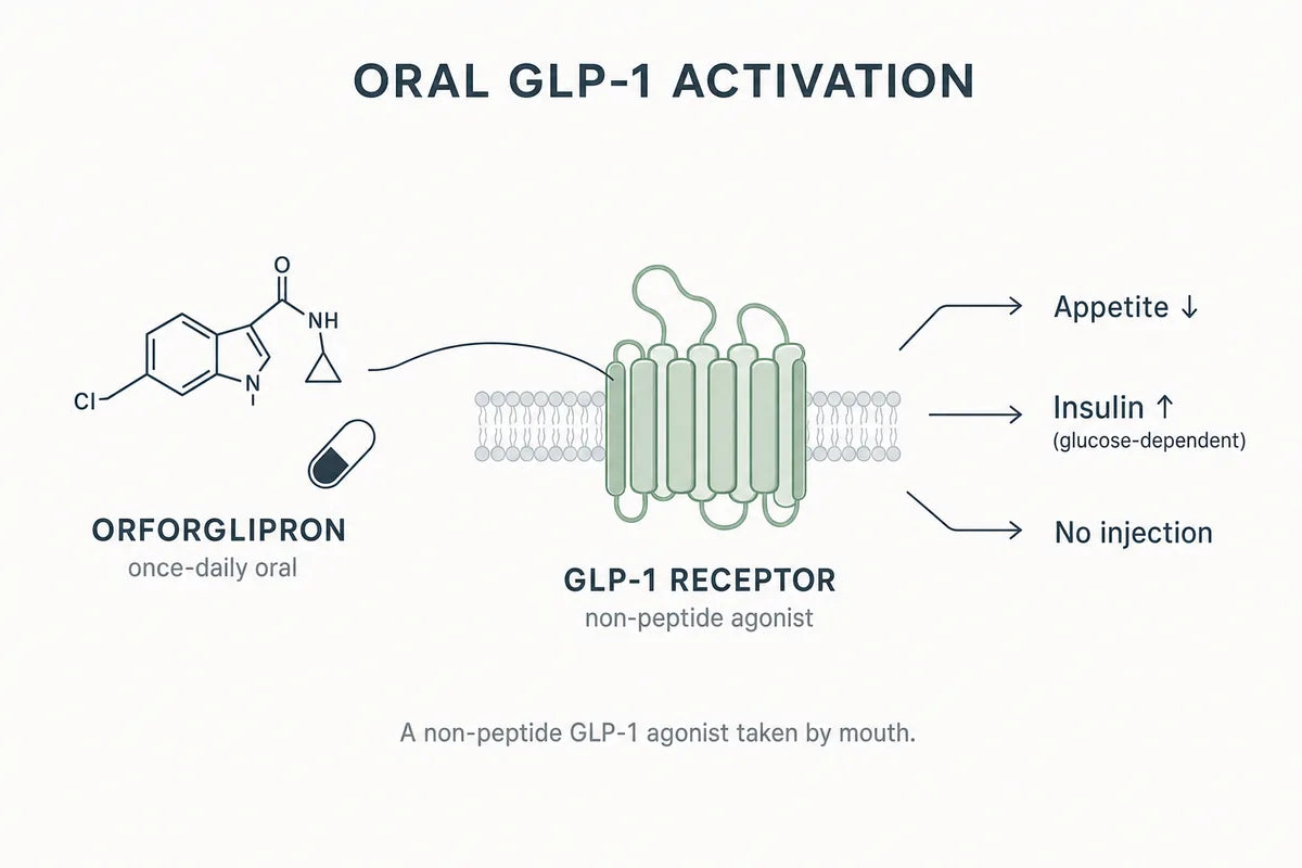 Orforglipron GLP-1 Research