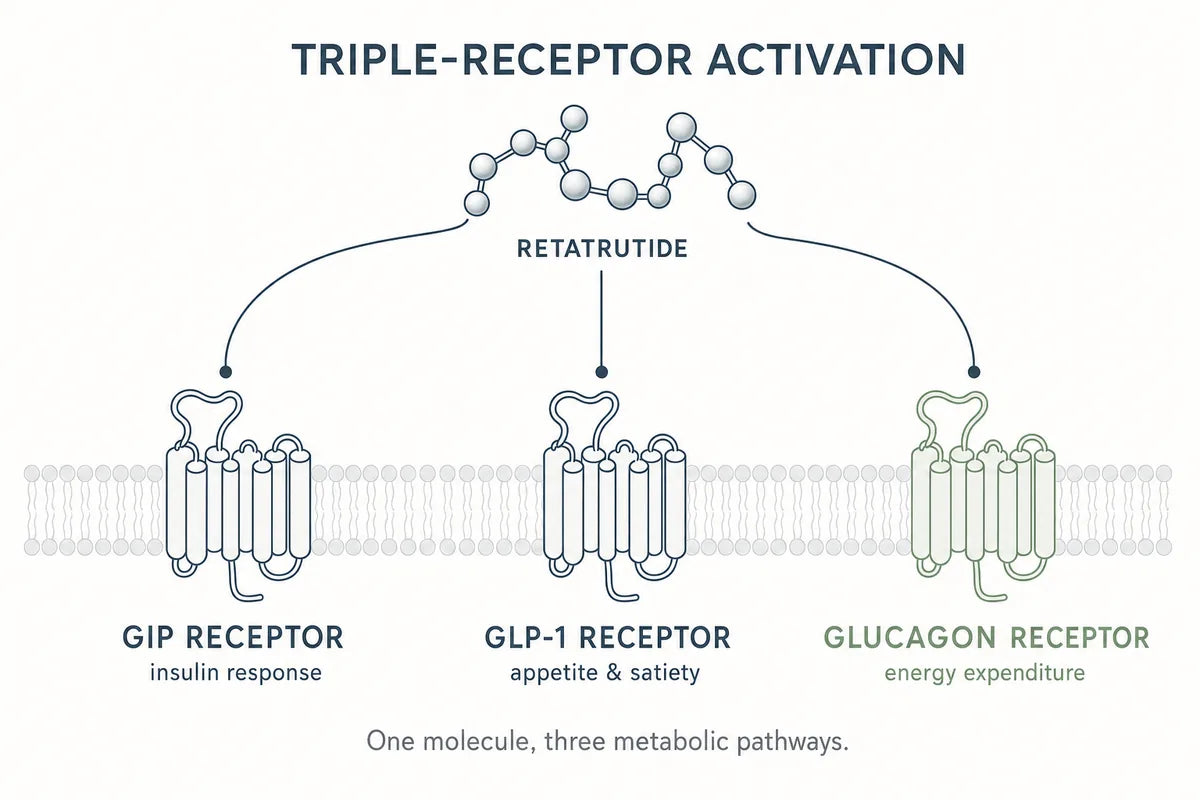 Retatrutide Research Compound