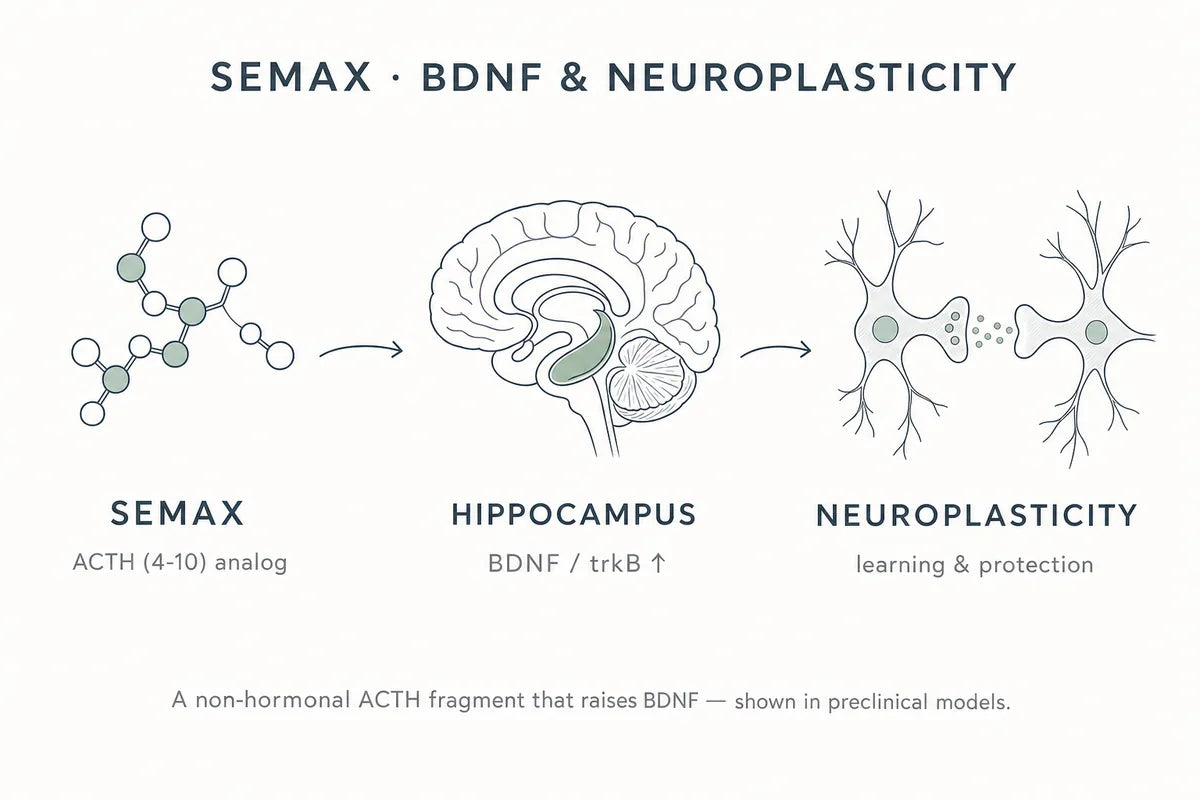 Semax Nootropic Peptide Research