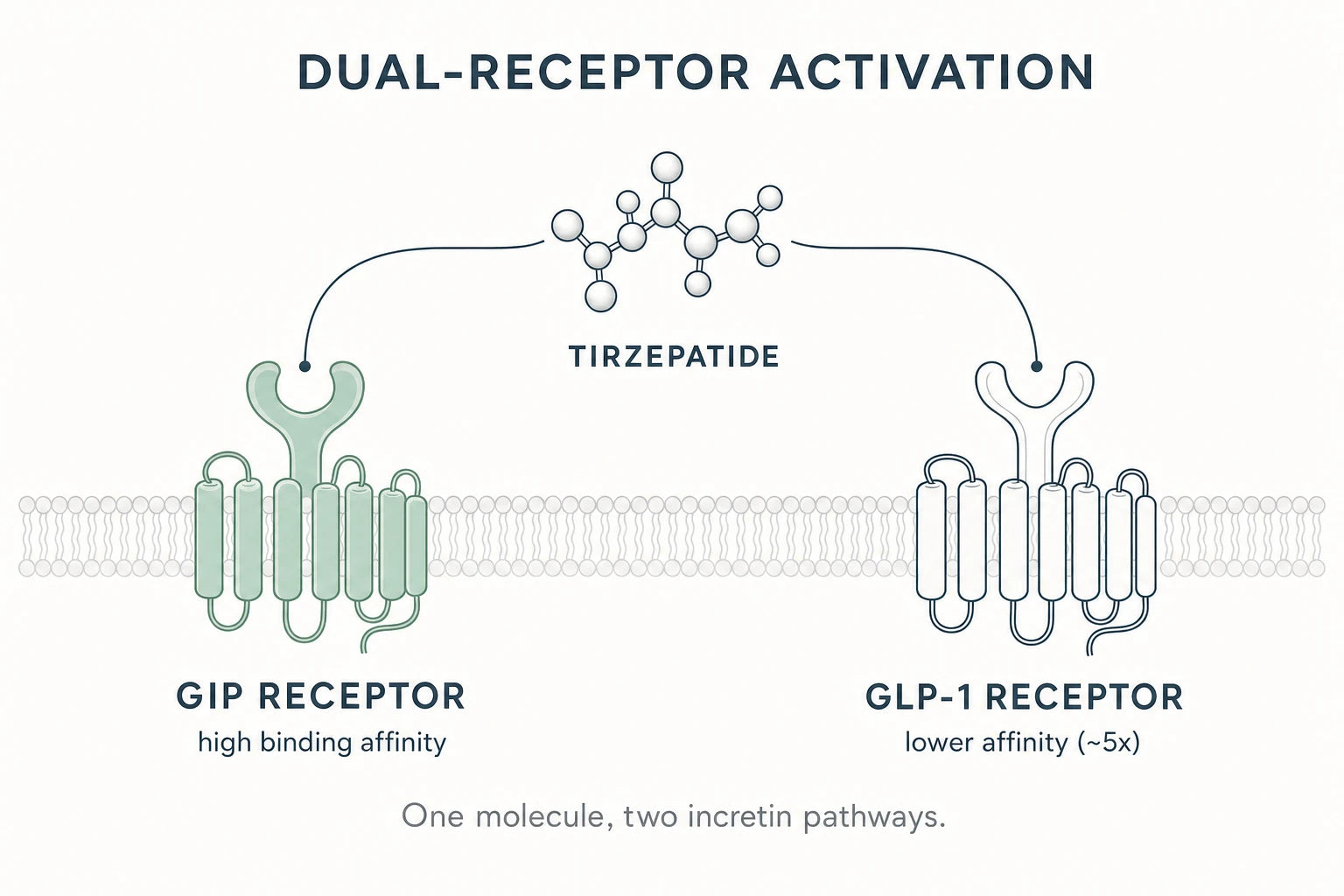 Tirzepatide Research Compound